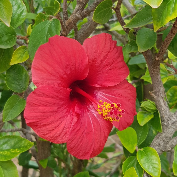 flower