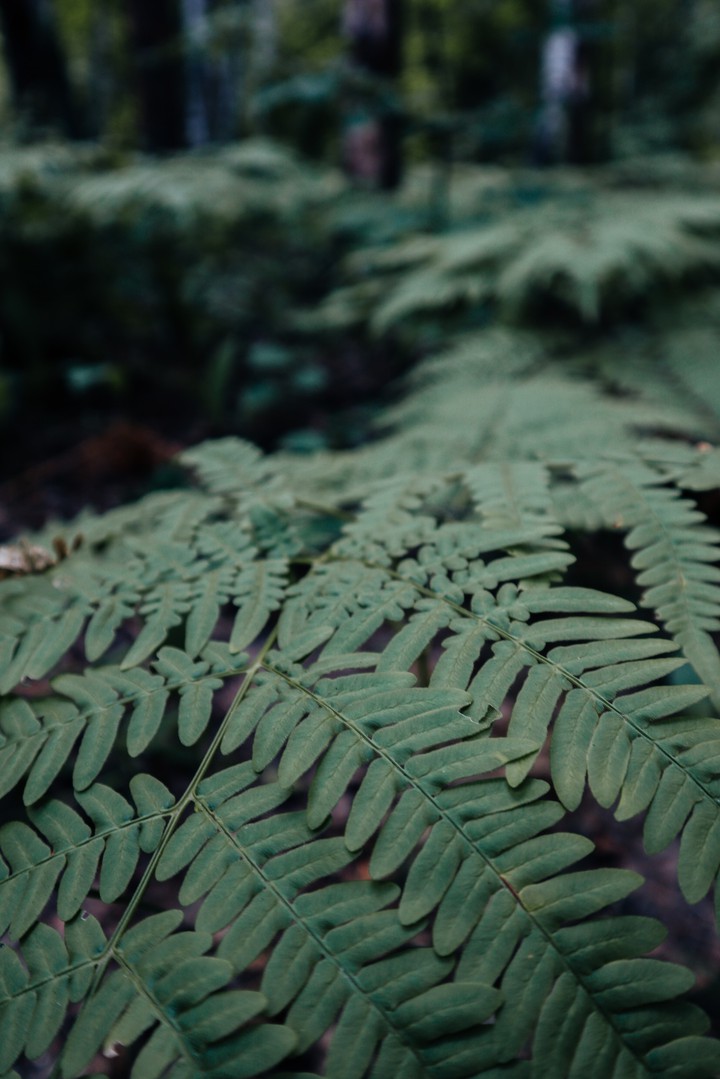 green forest summer