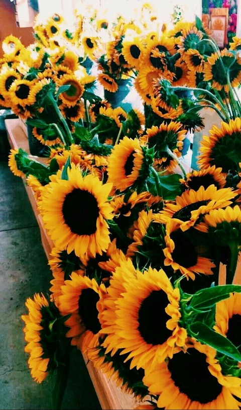 Carnival, sunflower háttérképek