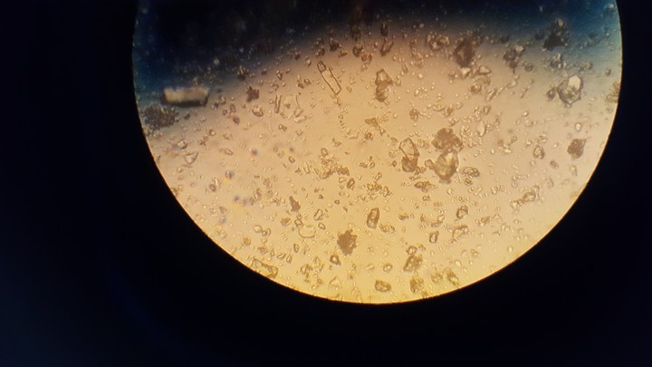 microscopy