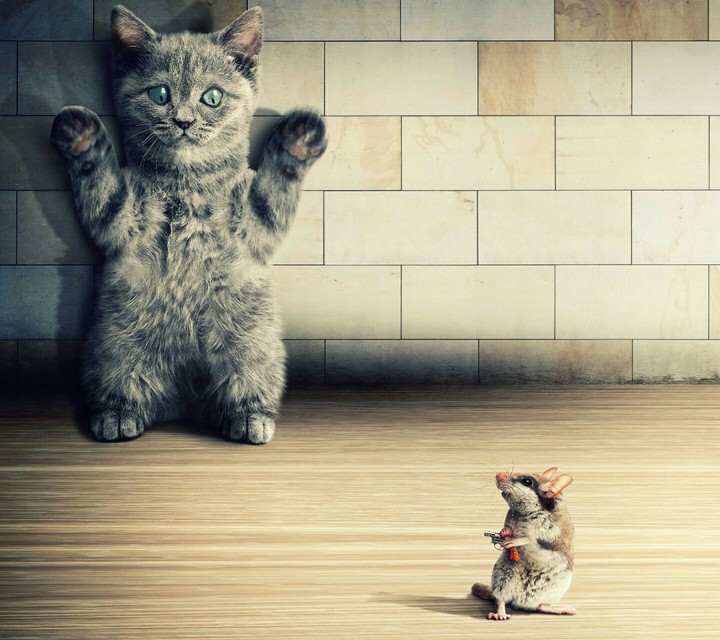 cat and mouse