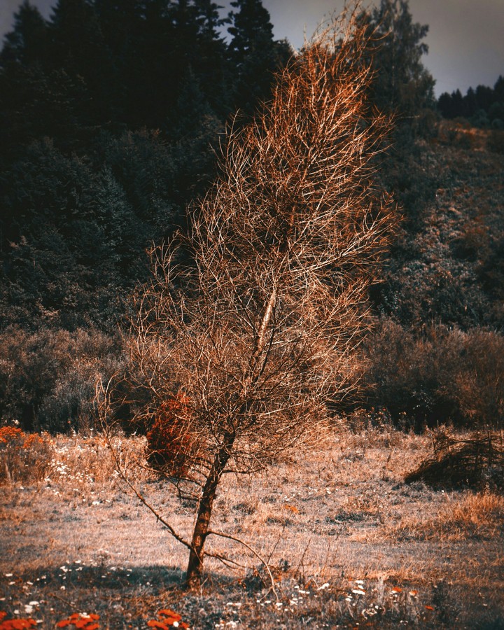 Tree without leaves