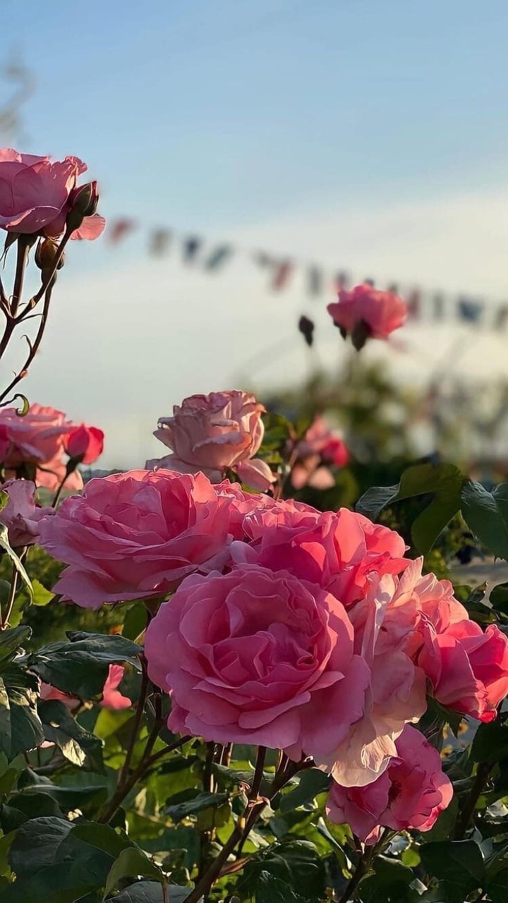 beautiful roses