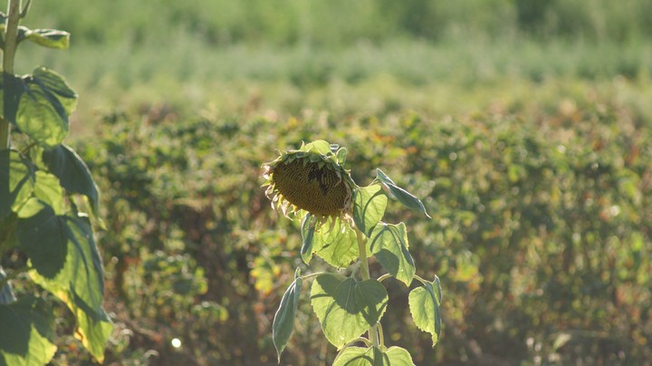 Sonnenblume