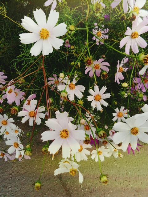 flowers