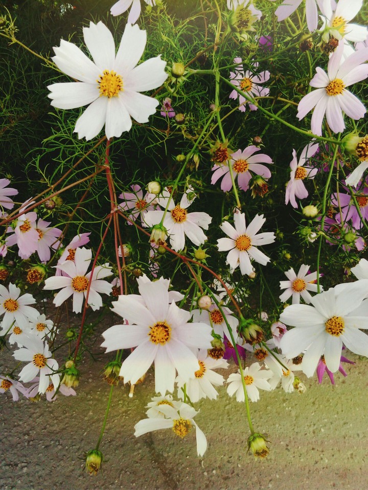 flowers