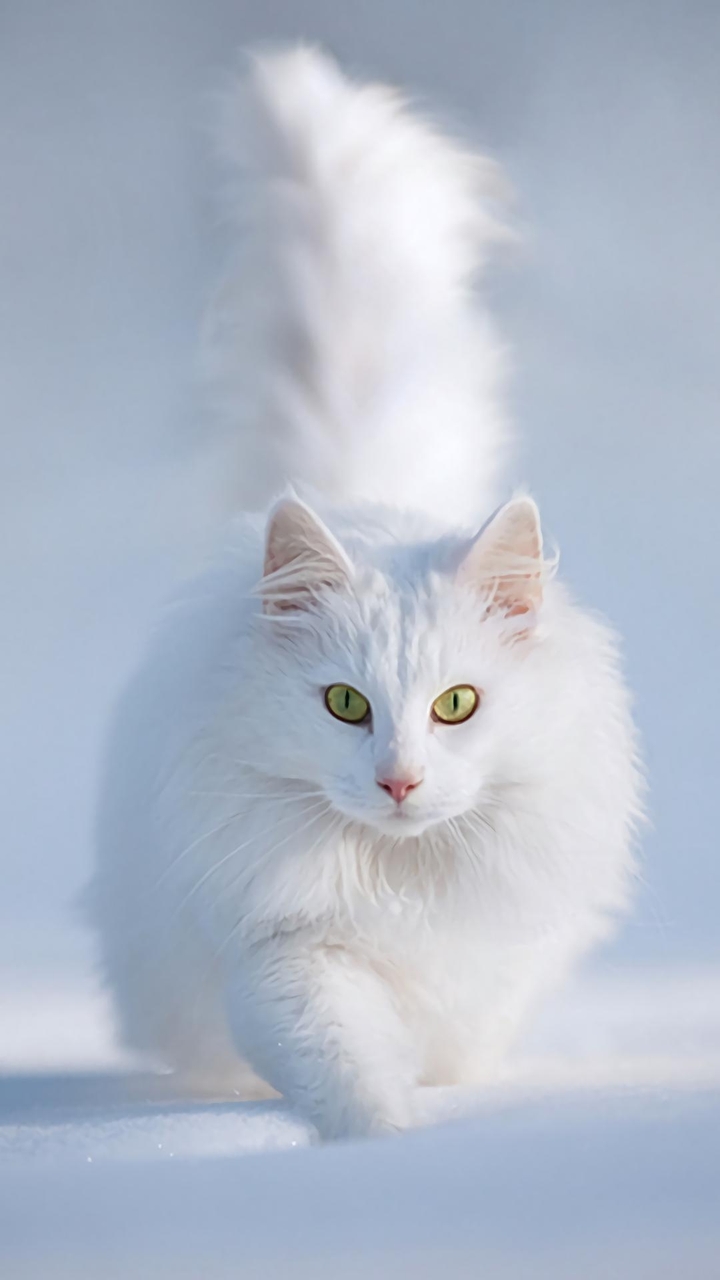 chat