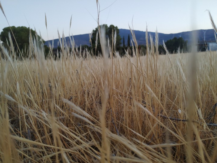 Summer night