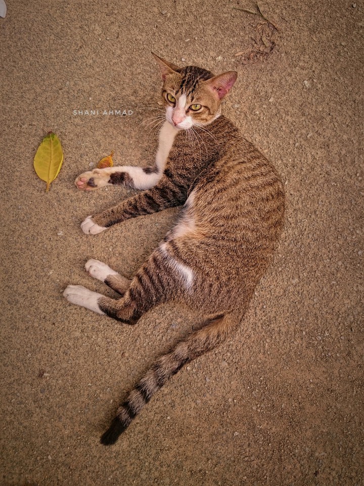 Cat Resting