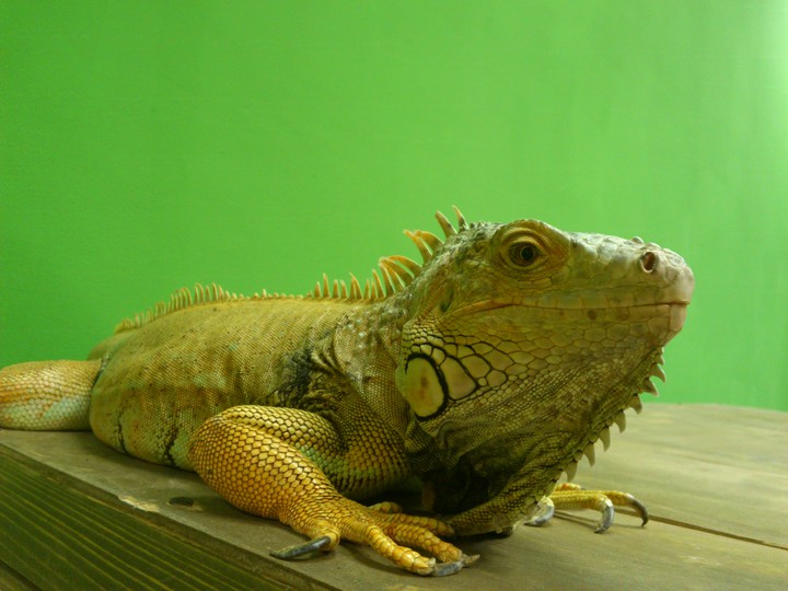 игуана