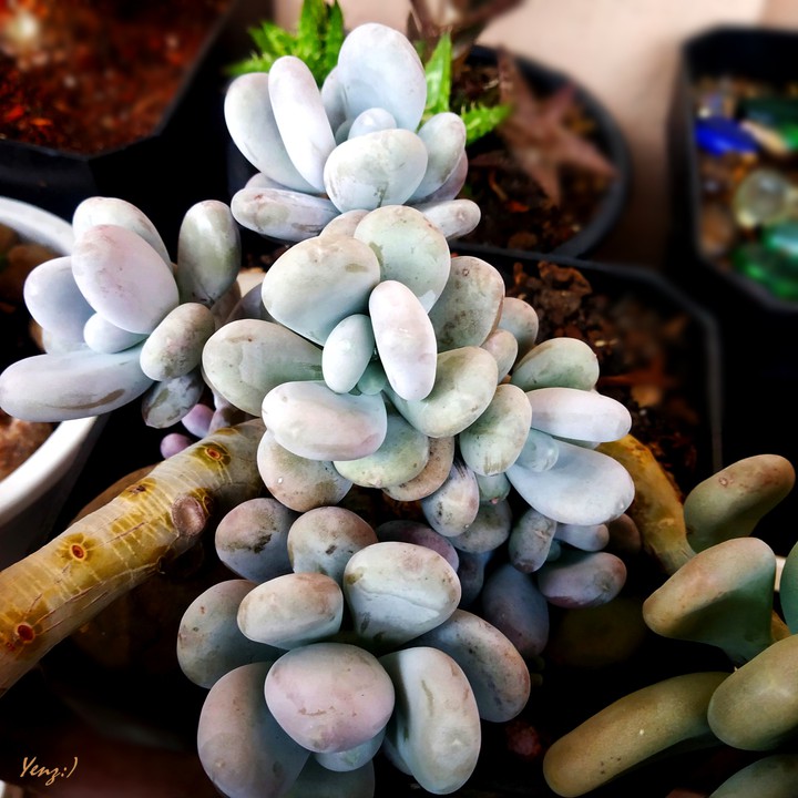 Blue moonstone(Pachyphytum Oviferum)