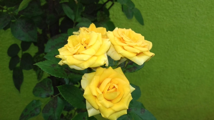yellow button rose