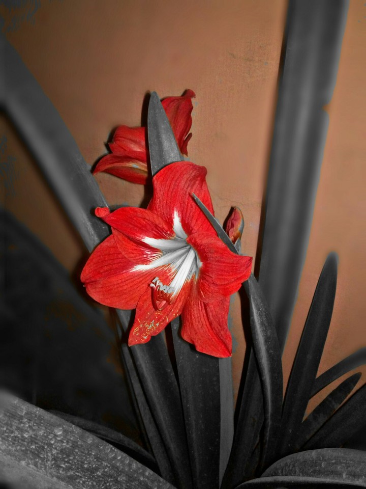 red flower