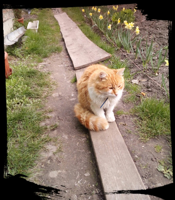 Скучающий кот "Пушок"