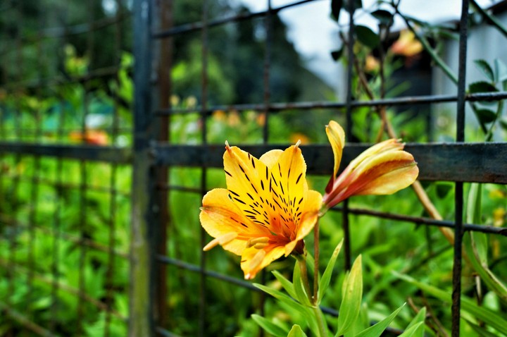 yellow 