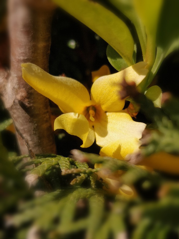 Forsythienblüte in Thujahecke