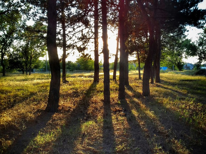 Forest