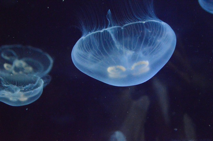 Sea