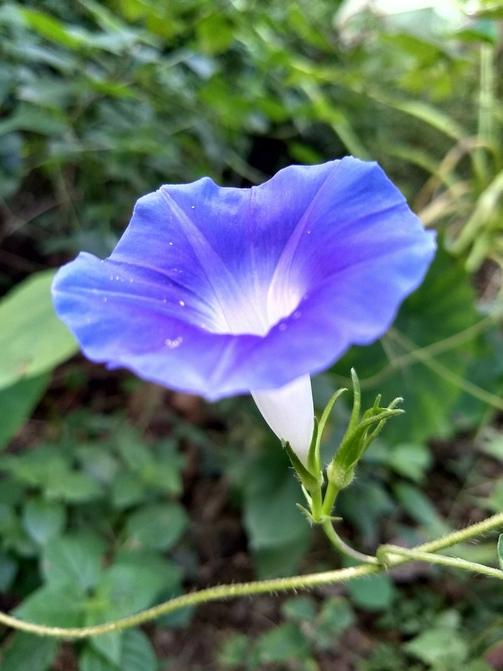 Wild flower