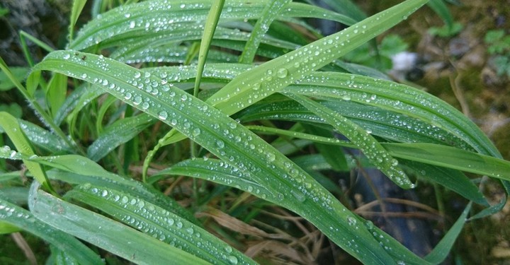 Grass