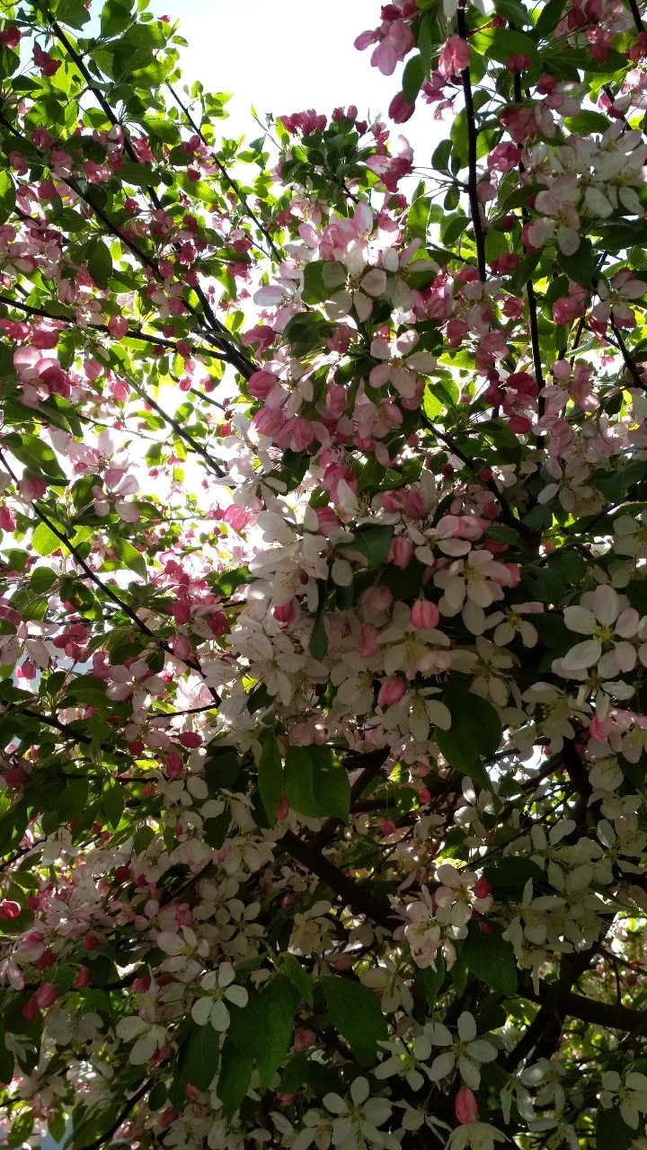 spring