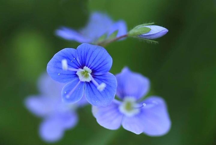 veronica