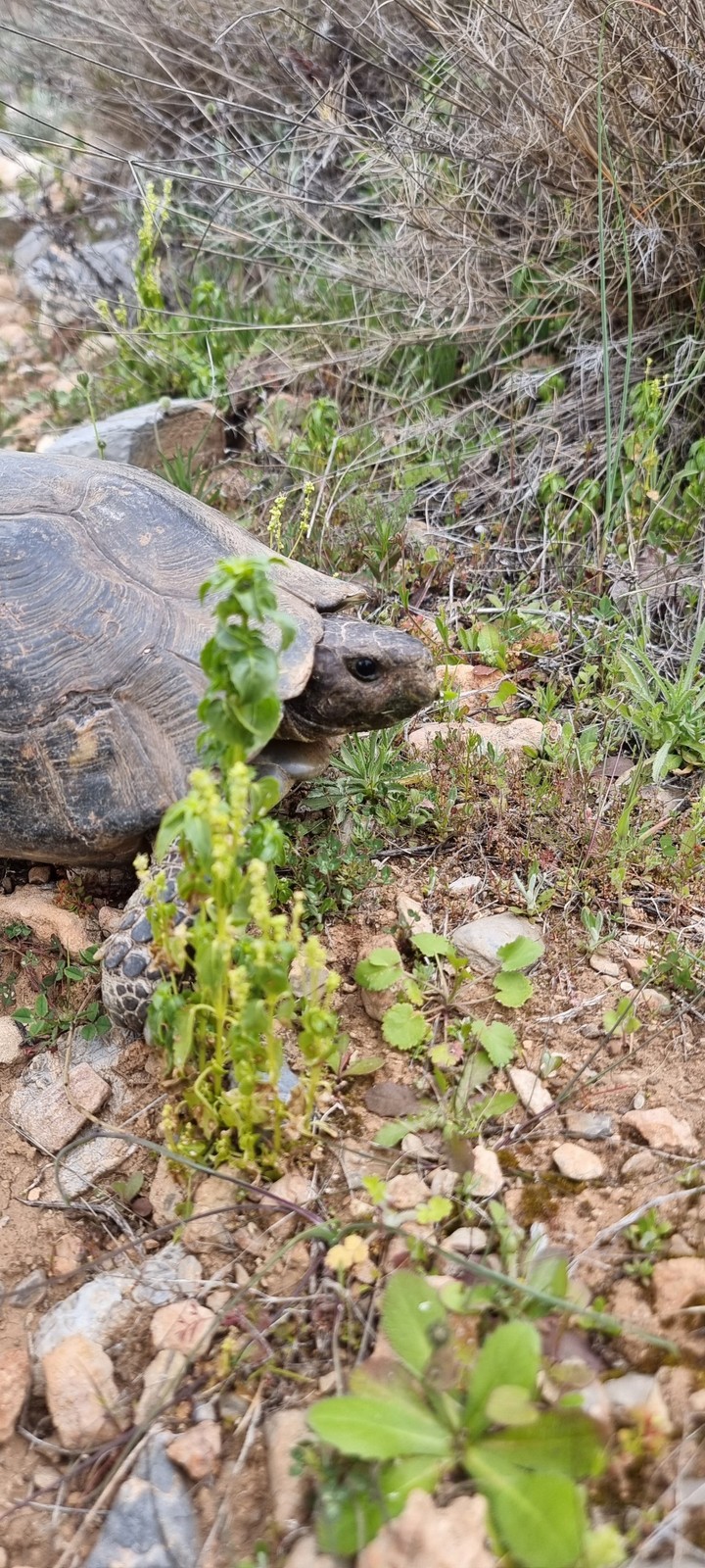 turtle