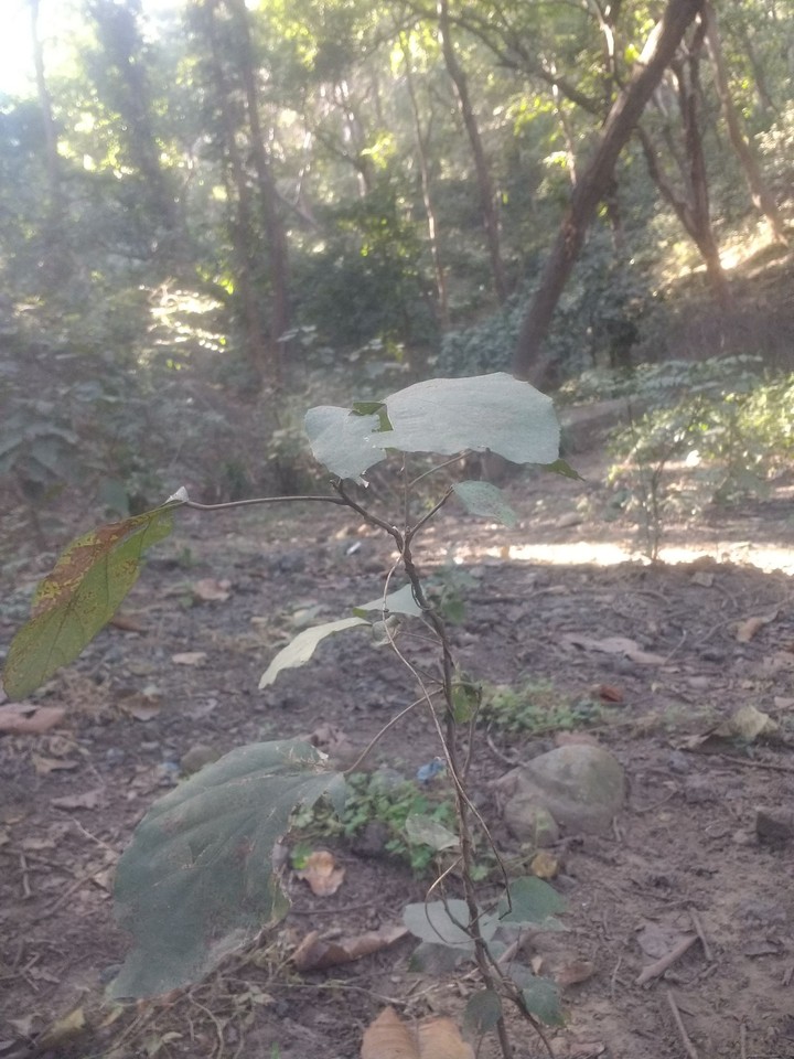 plant