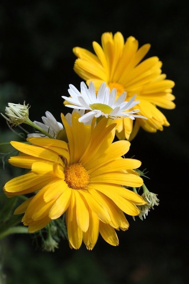 Yellow margerys.
