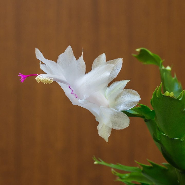 Flor-de-maio (Schlumbergera)