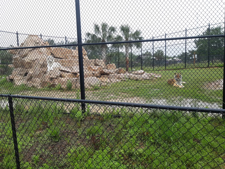 Tigers