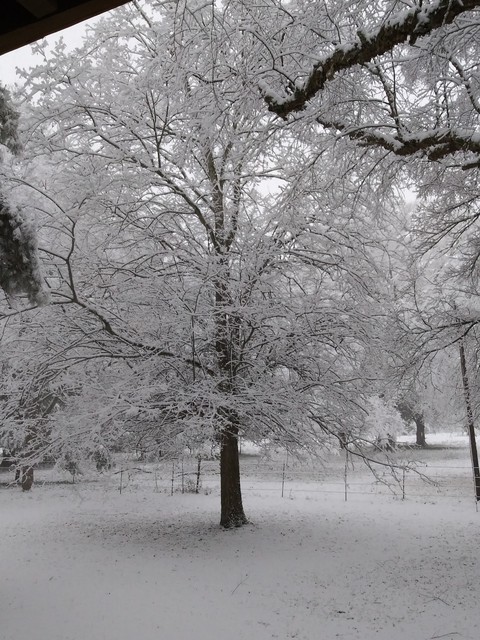 Rare Texas winter
