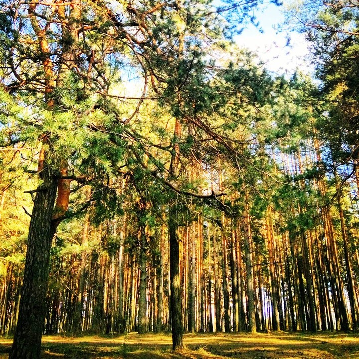 forest