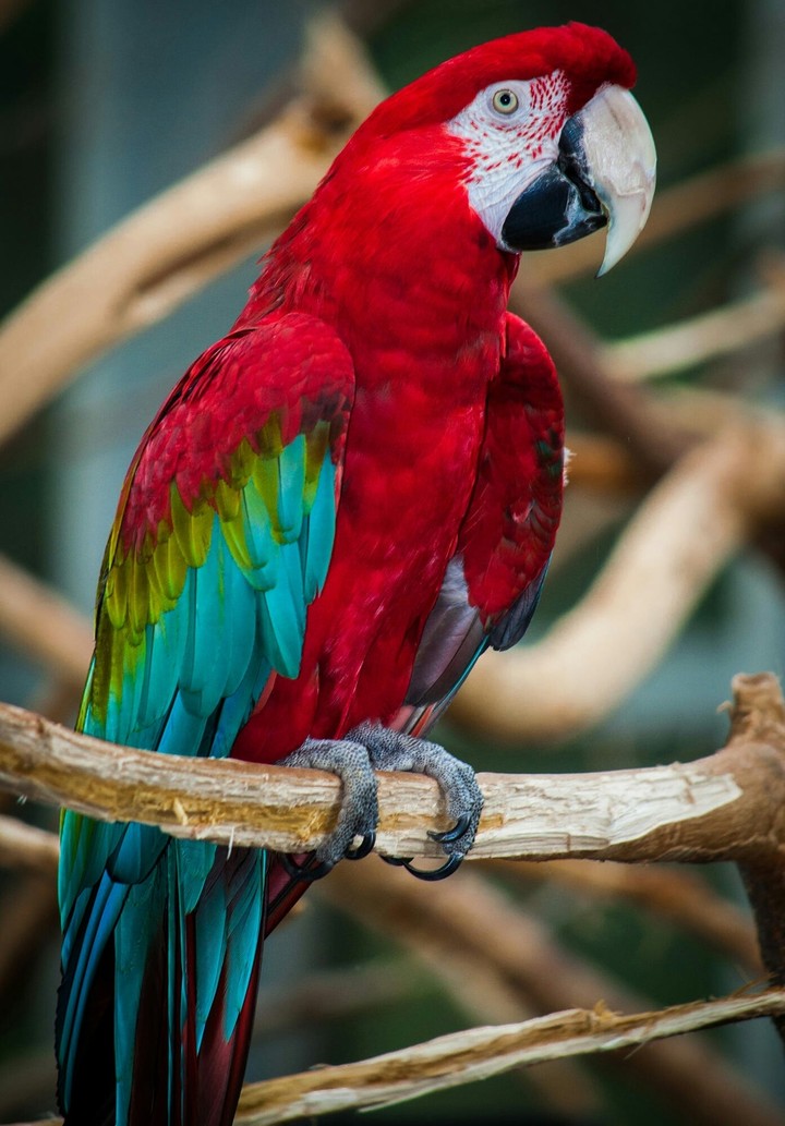 nn