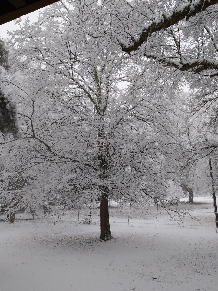 Rare Texas winter