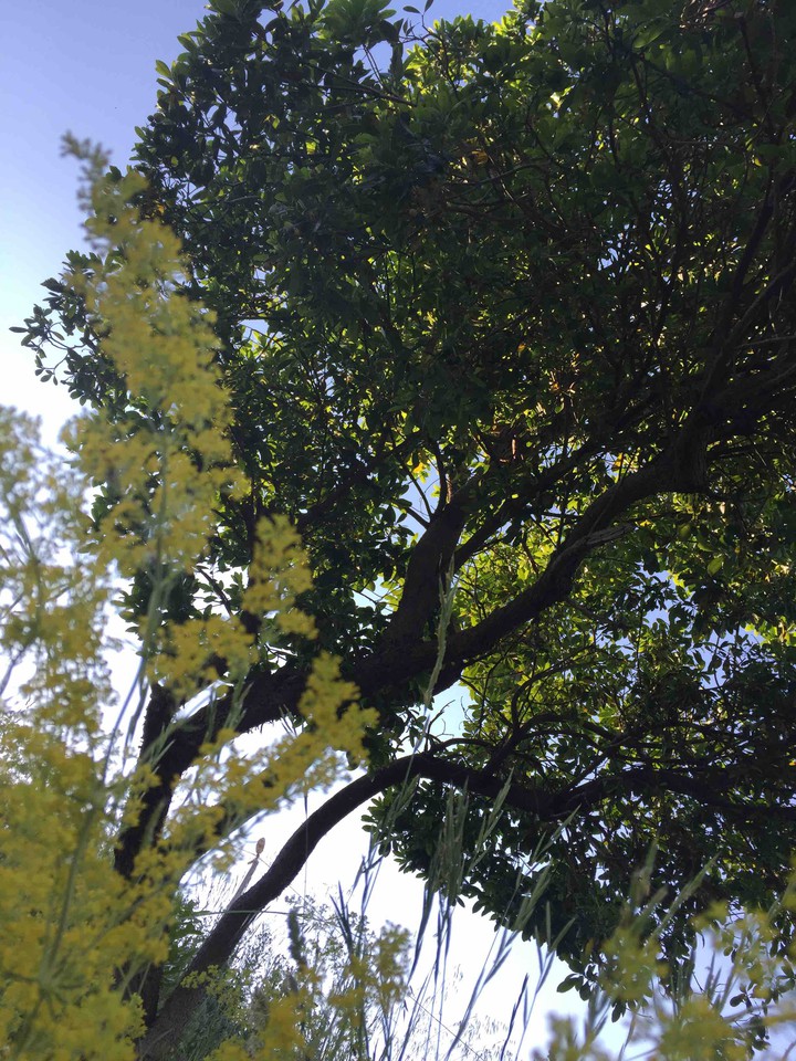 nature