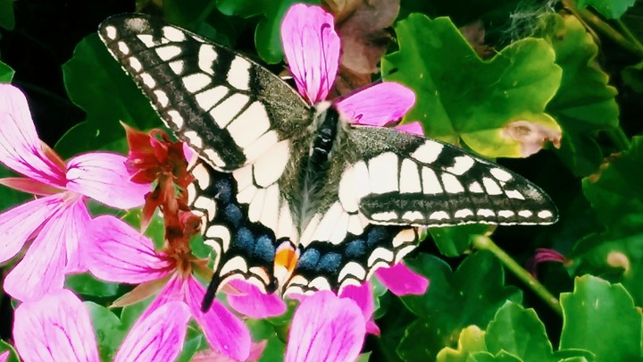 Schmetterling