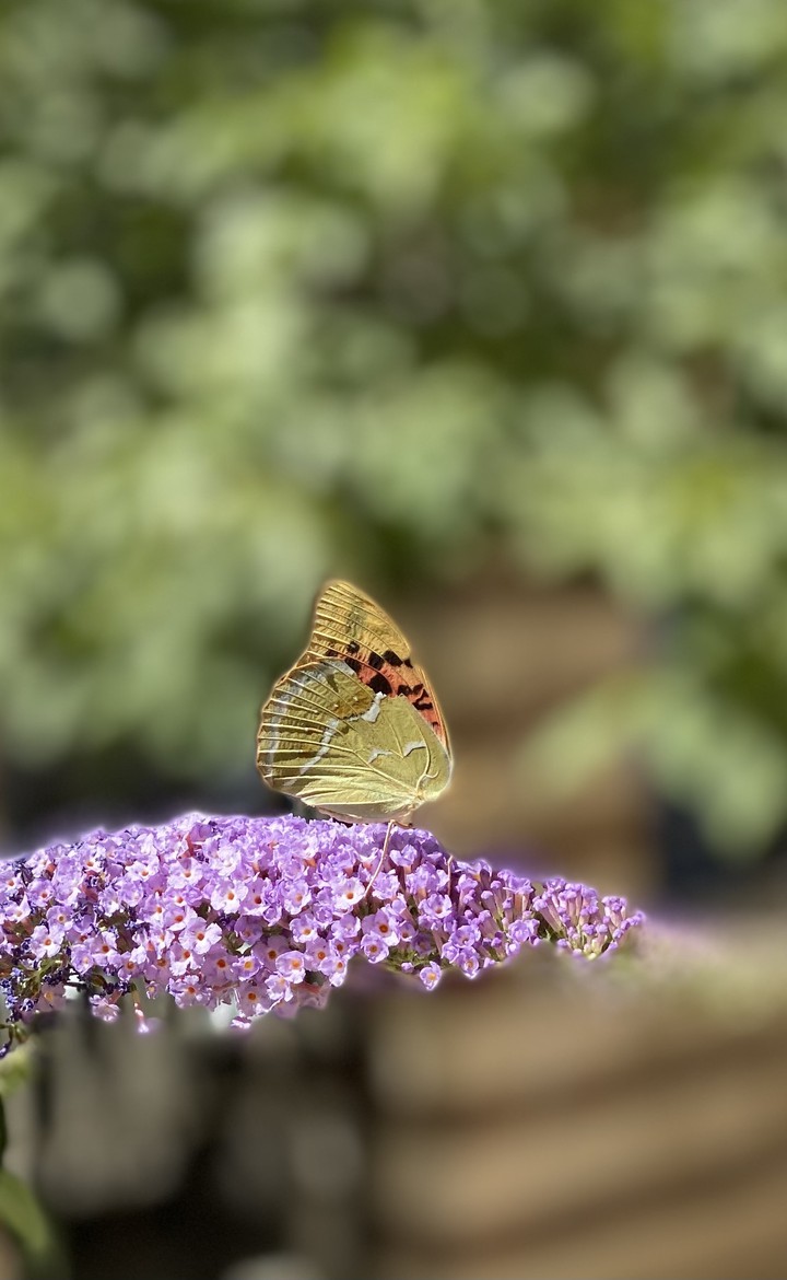 butterfly ?