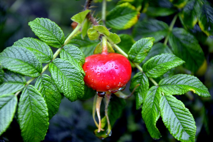Nature