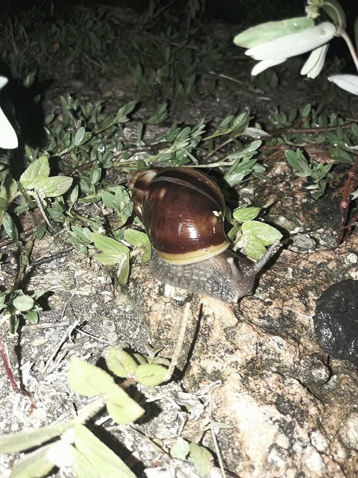 Caracol