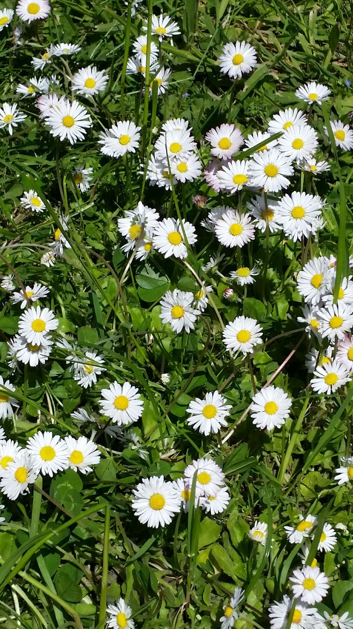 Daisy