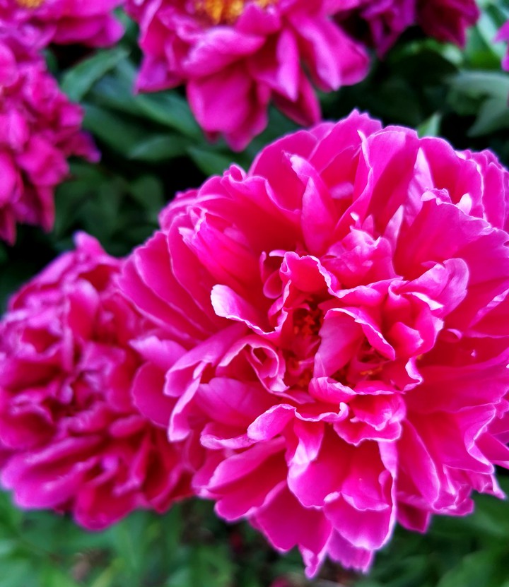 Fleurs