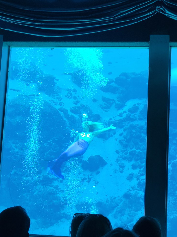 little mermaid