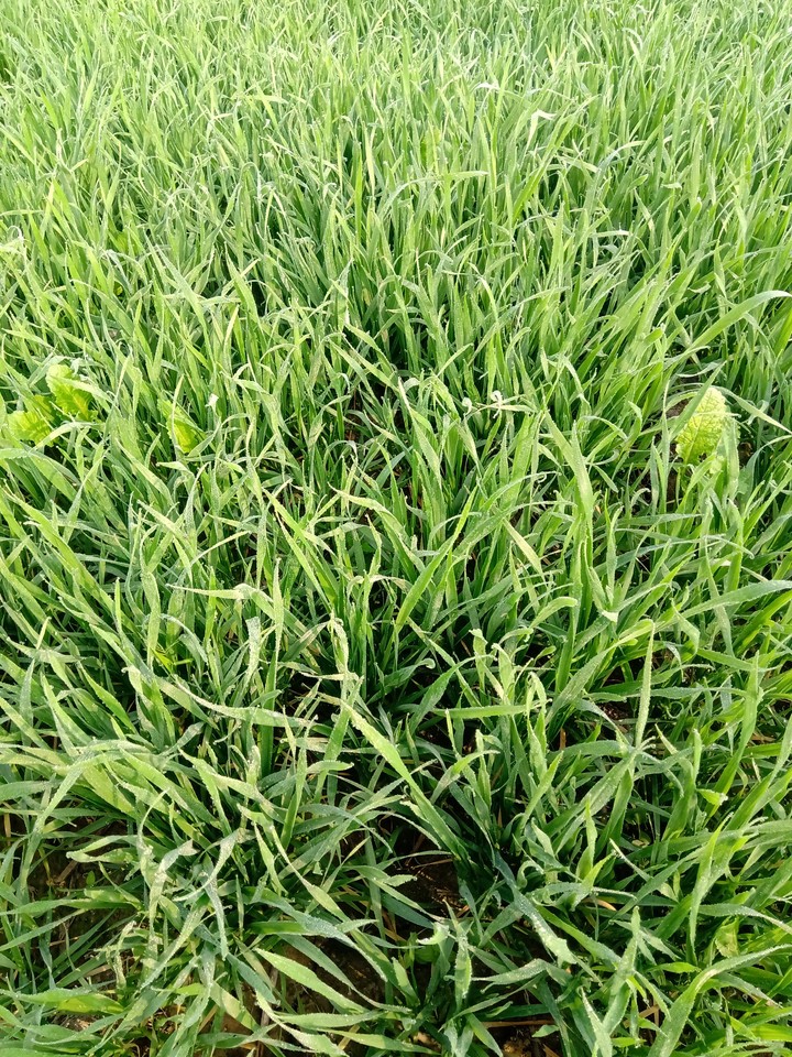wheat plant