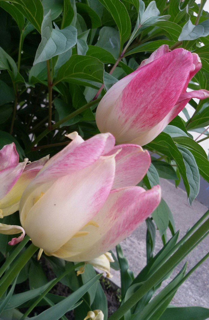 Tulips