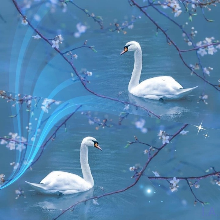 beautiful collage...