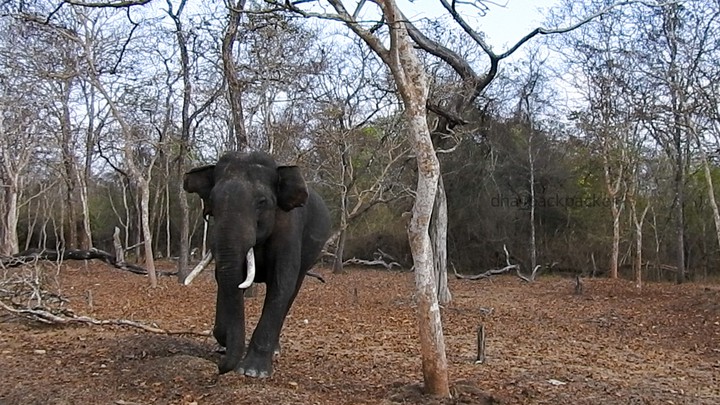 Wild elephant