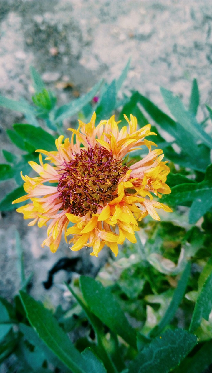 flower
