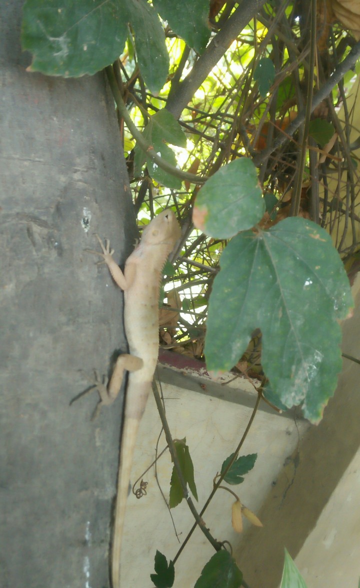 Chameleon'$ pic