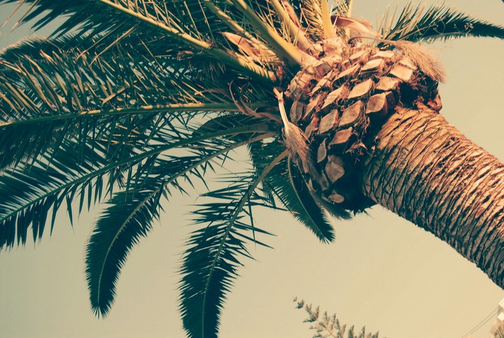 palm tree